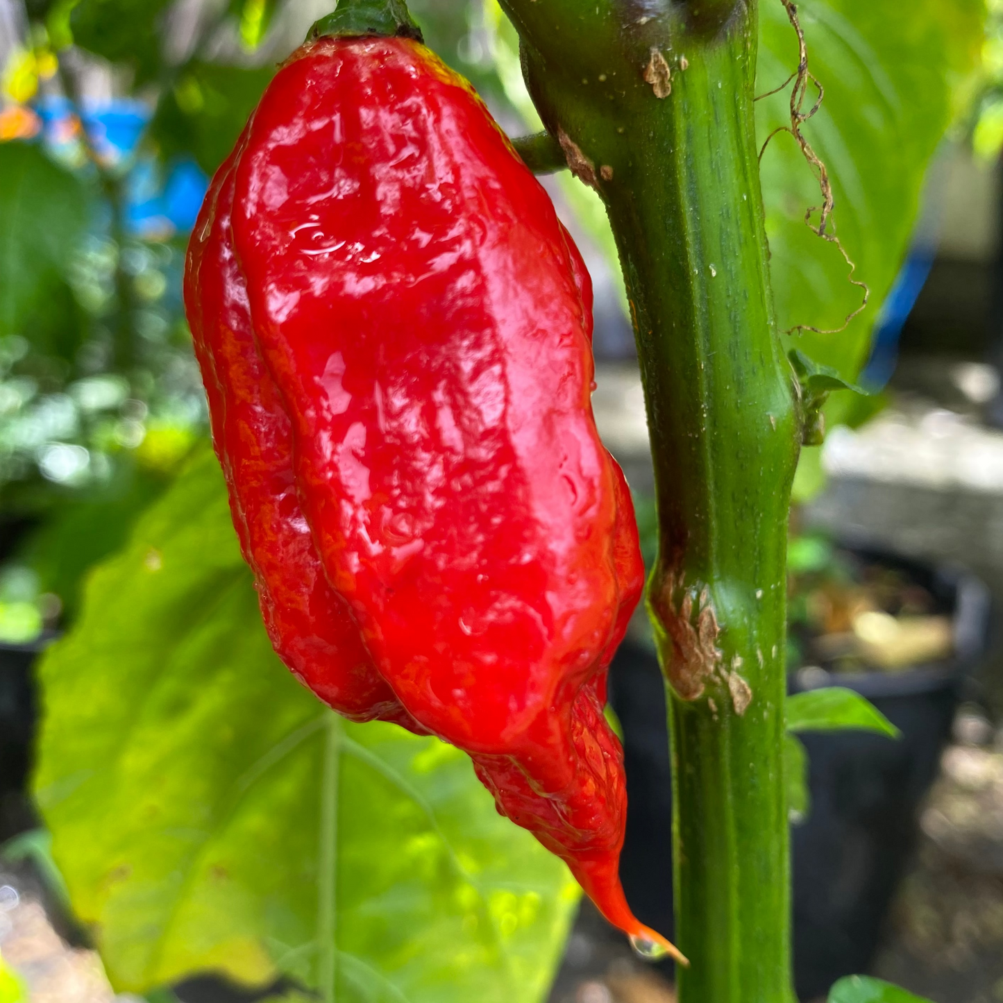 Seeds - Primotalii