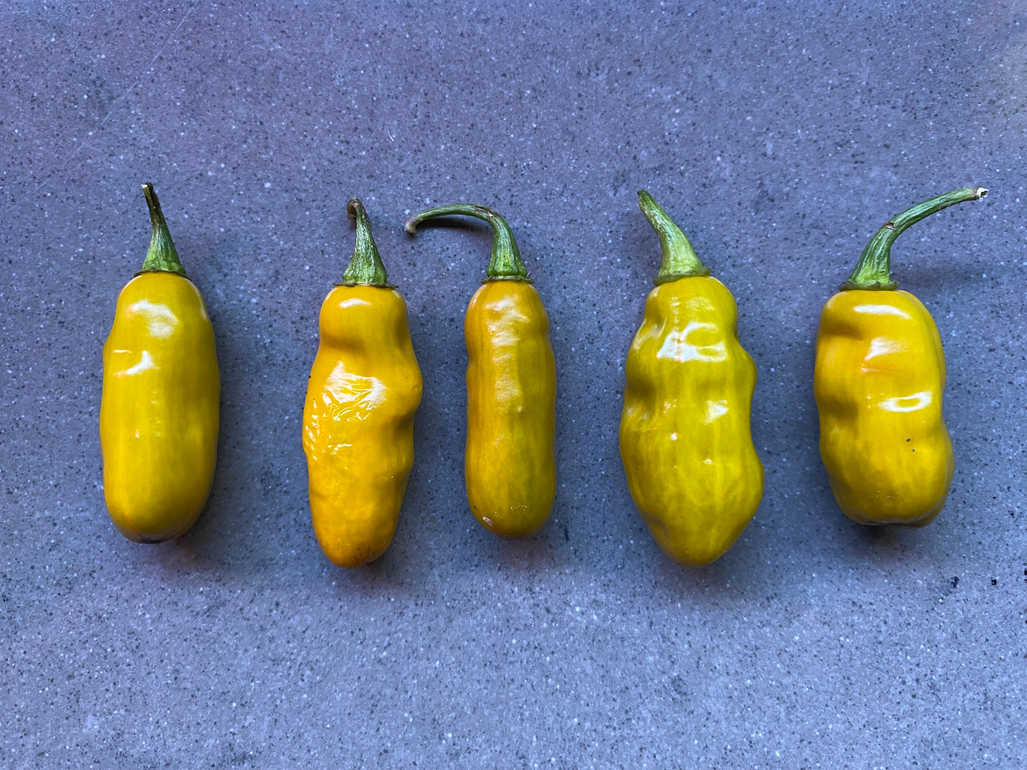 Seeds - TMLH x Ninfadora Mustard (variegated)