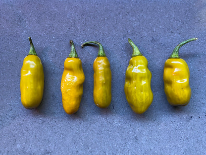 Seeds - TMLH x Ninfadora Mustard (variegated)