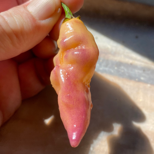 Seeds - Jays Purple Ghost x Scorpion x Primo