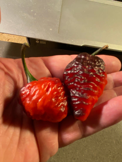 Seeds - 7 Pot BBG Purple - Black >Red Pheno
