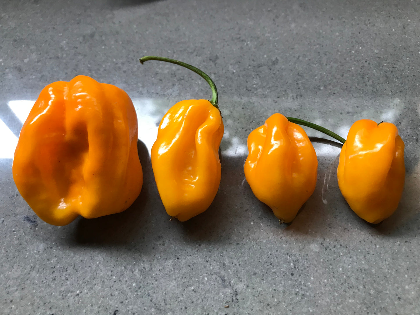 Seeds - Habanero Yellow