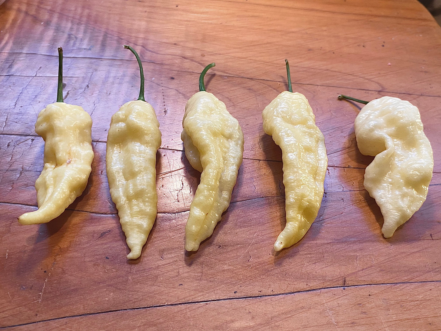Seeds - Bhut Jolokia White (White Ghost)
