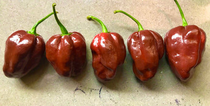Seeds - Habanero Chocolate