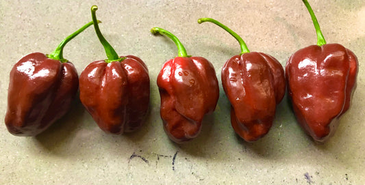 Seeds - Habanero Chocolate