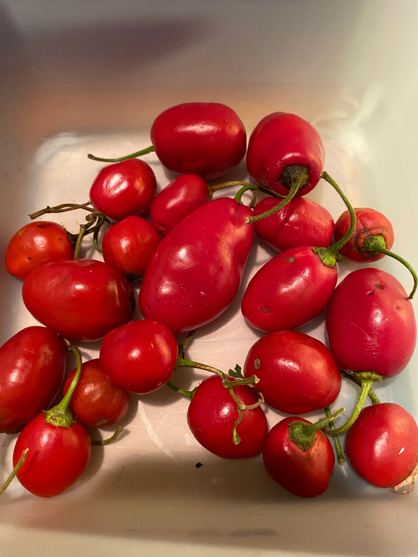 Seeds - Red Rocoto