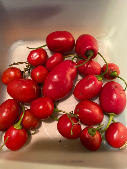 Seeds - Red Rocoto