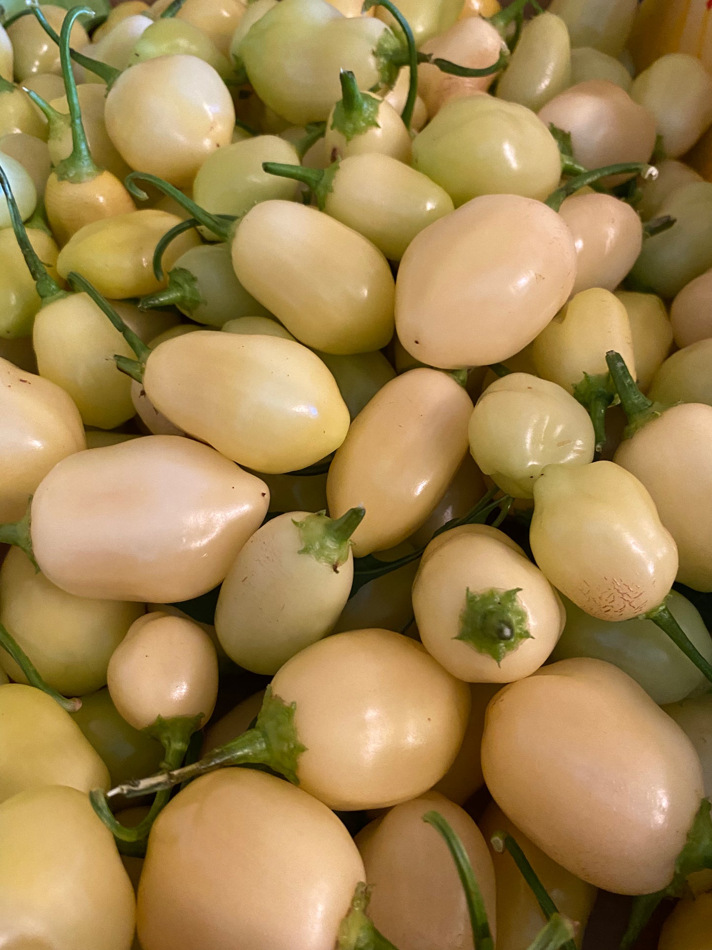 Seeds Carolina Reaper x SRTSL Chilleez NZ