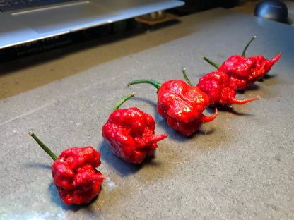 Seeds - Carolina Reaper