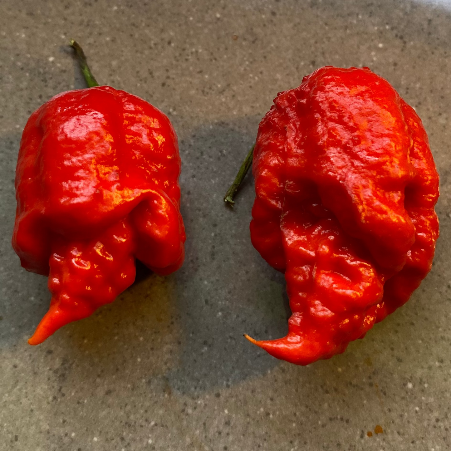 Seeds - Hurtberry x Dorset Naga