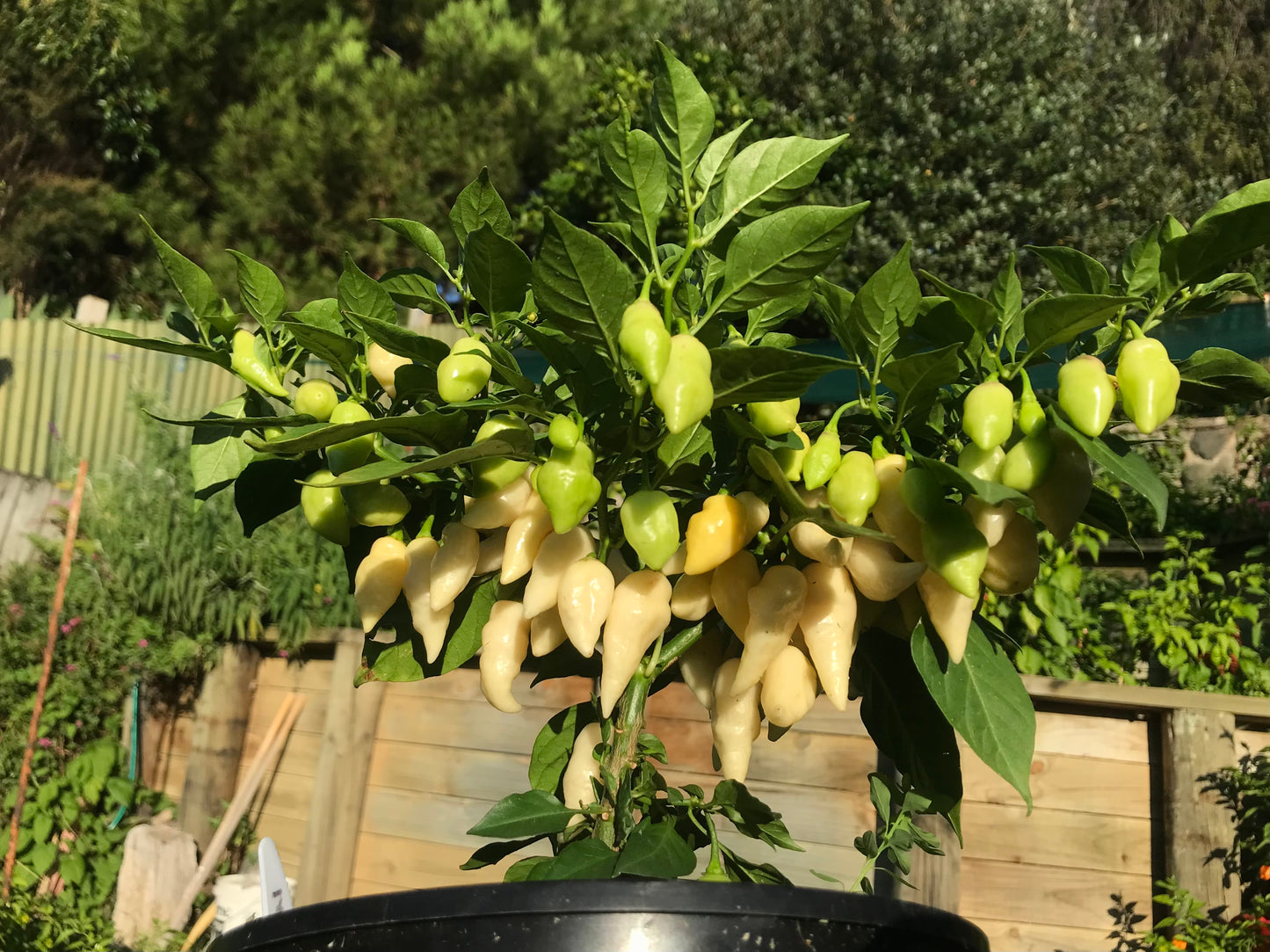 Seeds - OZ Lantern White