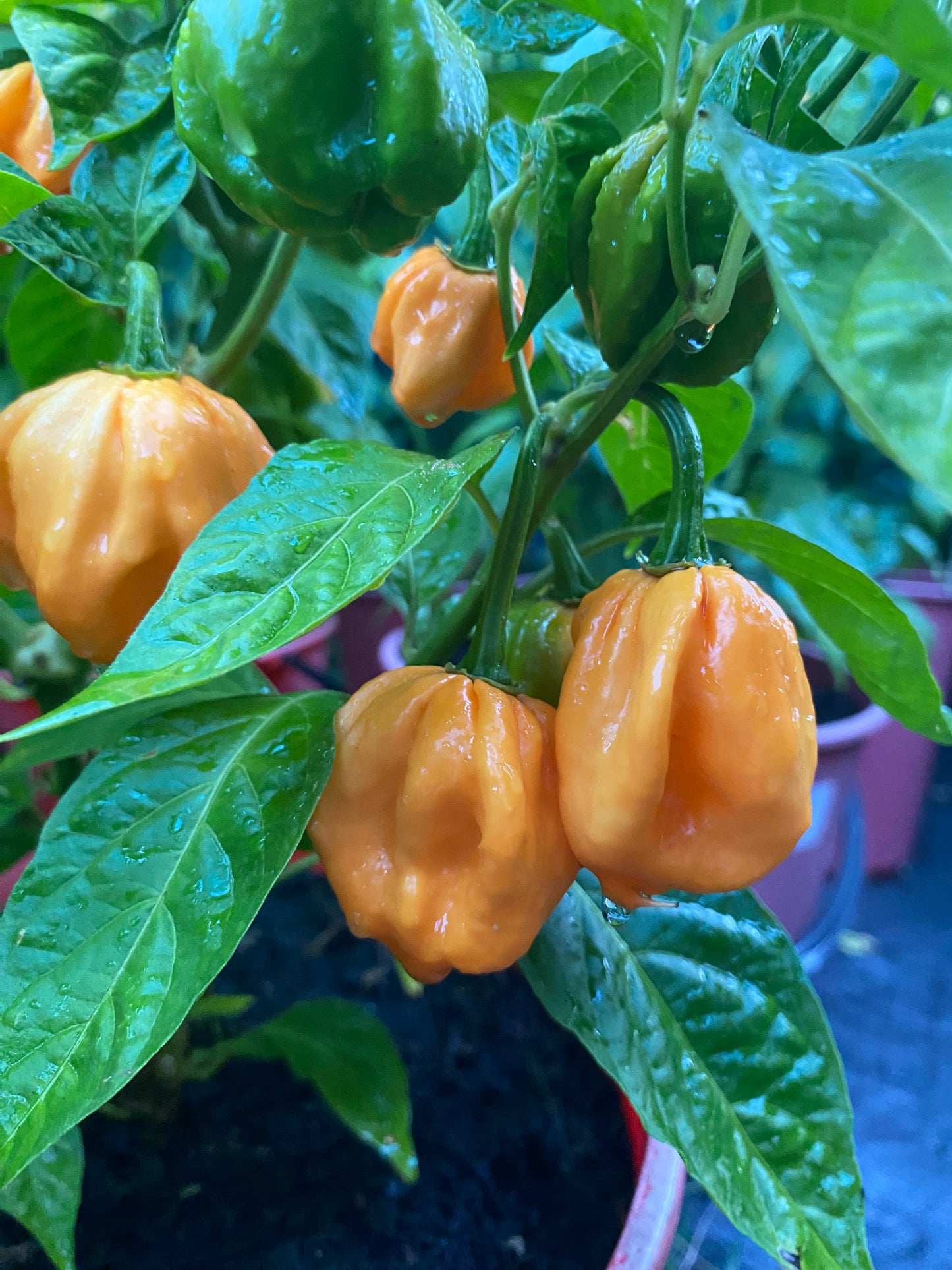 Seeds - Peach Moruga Scorpion