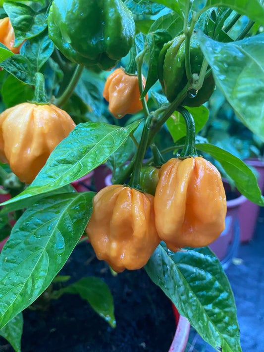 Seeds - Peach Moruga Scorpion