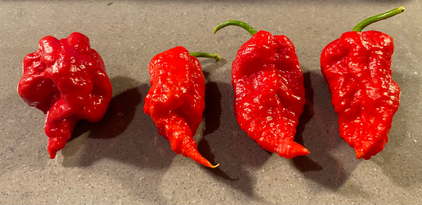 Seeds - Hurtberry x Dorset Naga
