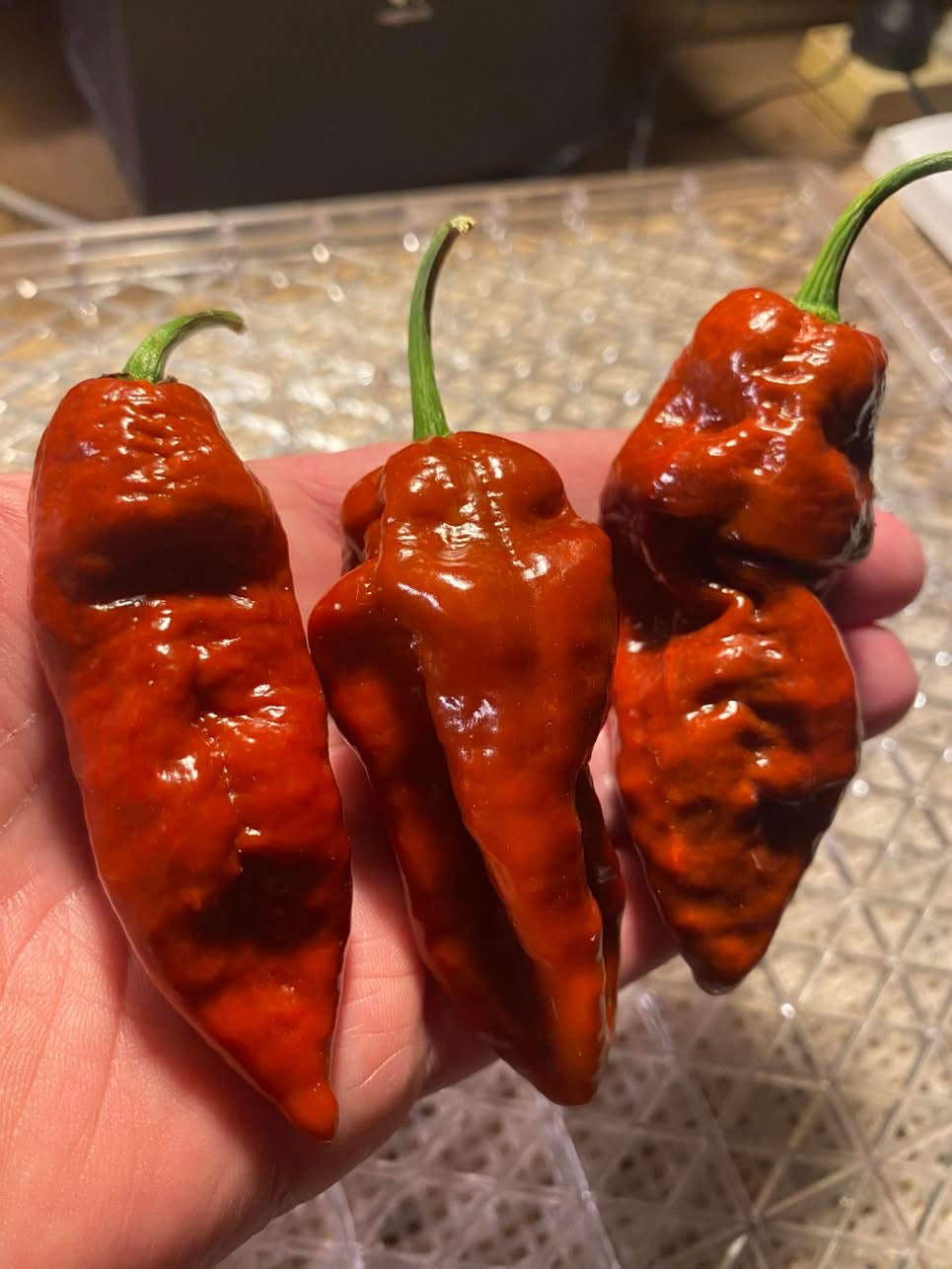 Seeds - Bhut Jolokia Caramel