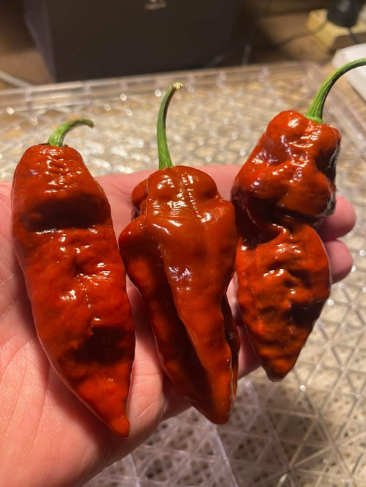 Seeds - Bhut Jolokia Caramel