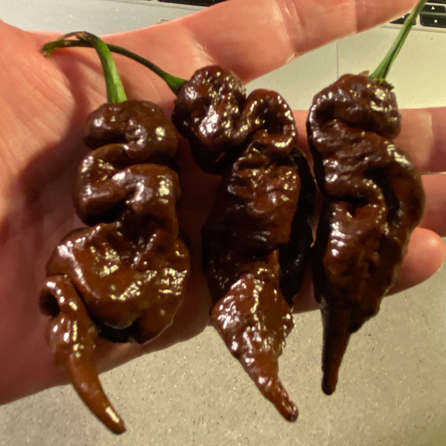 Seeds - Primotalii Chocolate