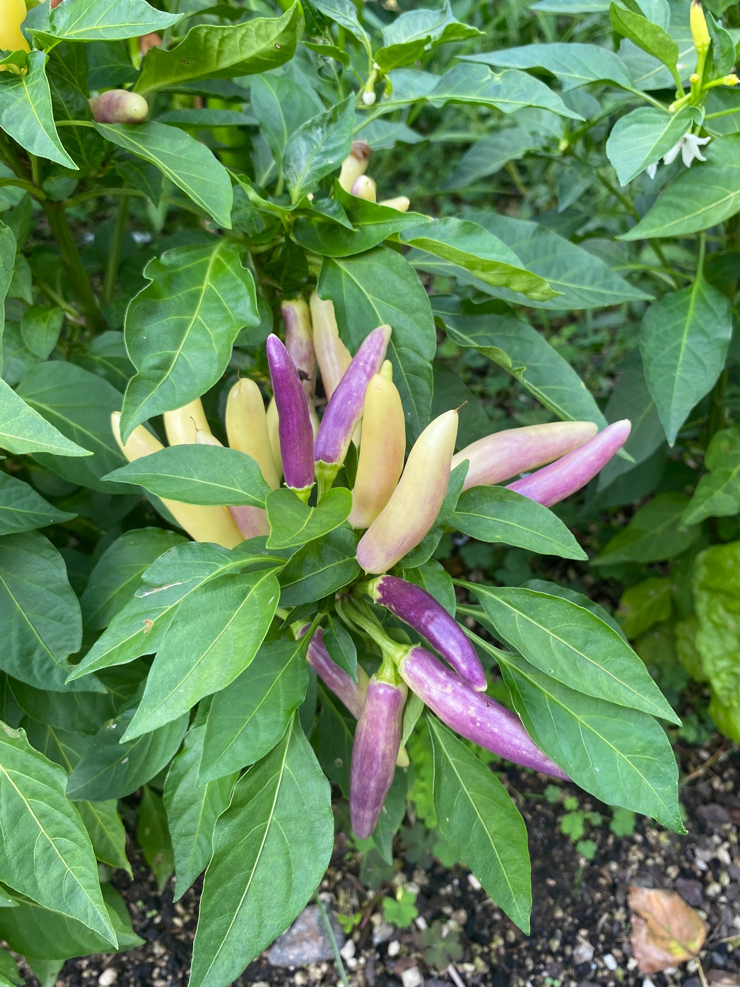 Seeds - Khang Star Thai White