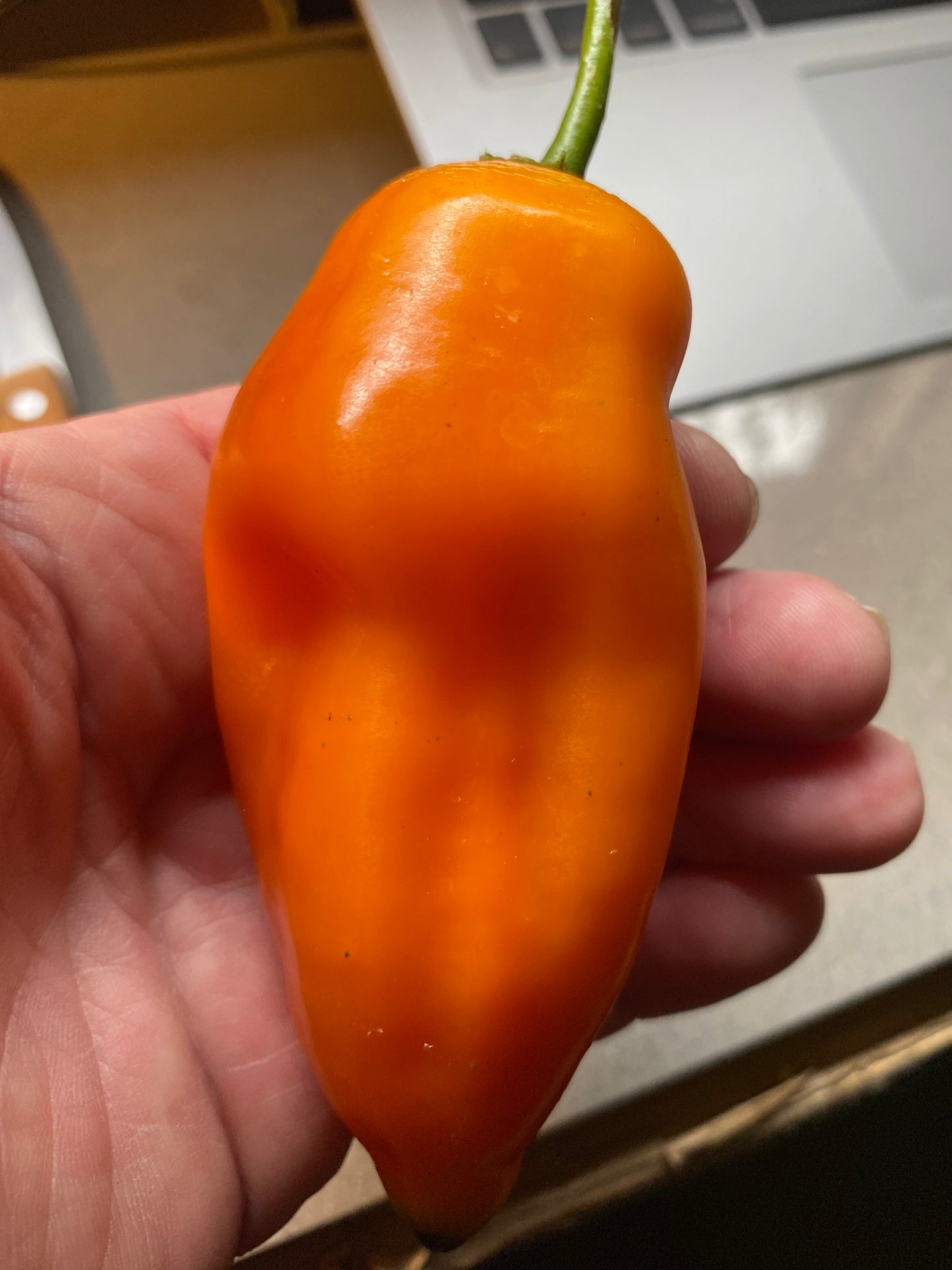 Seeds - Aji Amarillo