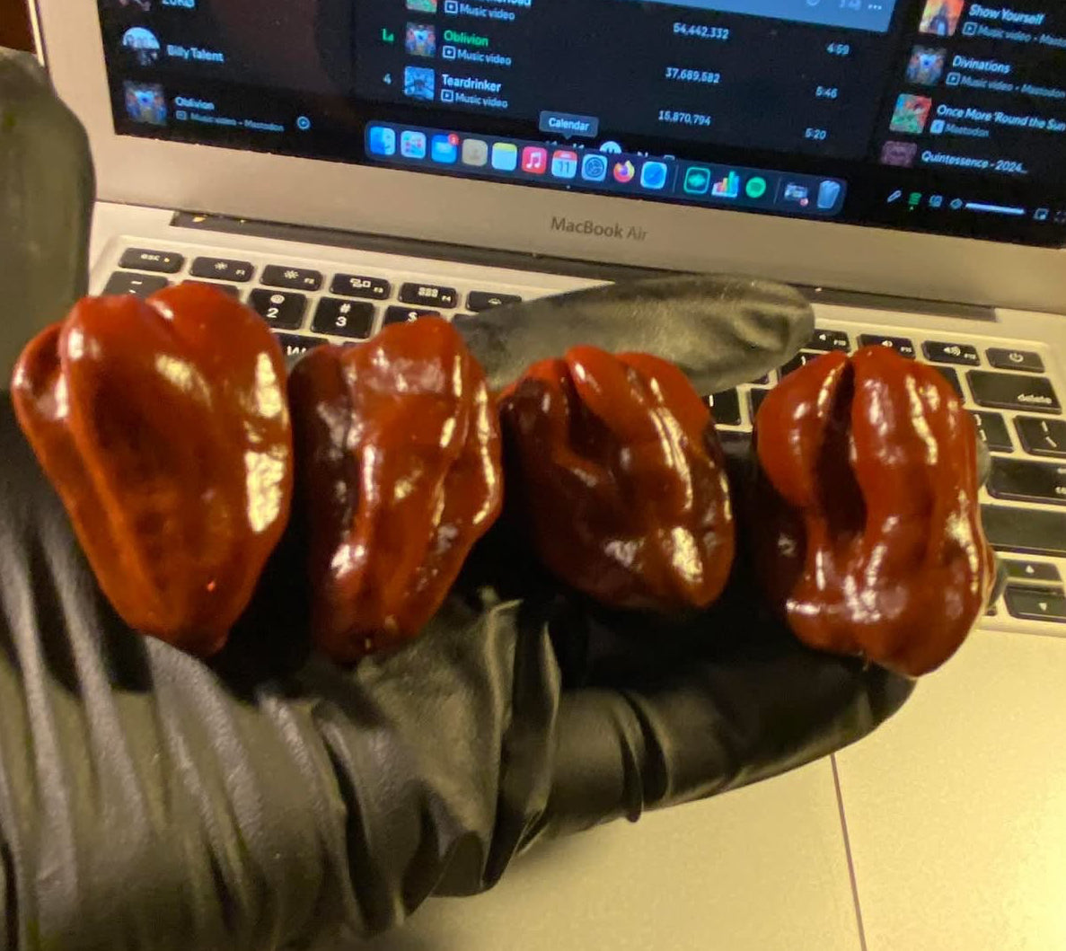 chocolate habanero chillies for seeds 