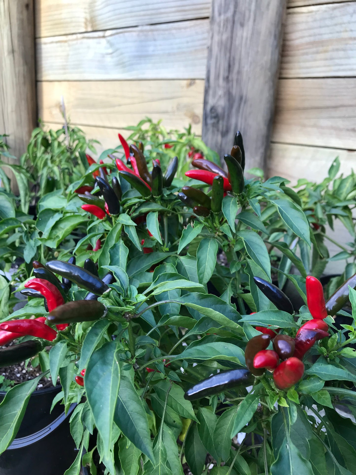 Seeds - Piri Piri (Peri Peri) African Birdseye
