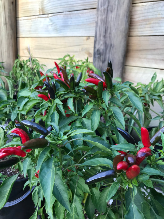 Seeds - Piri Piri (Peri Peri) African Birdseye