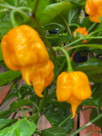 Seeds -Golden Reaper