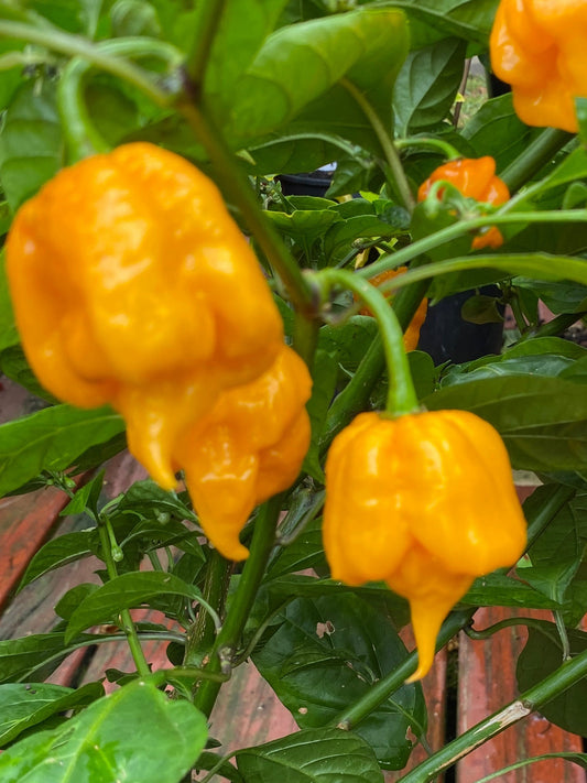 Seeds -Golden Reaper