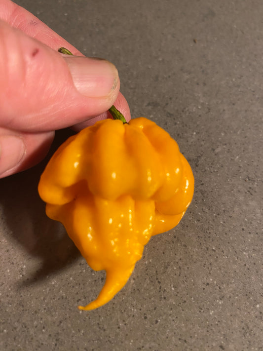 Seeds - 7 Pot Primo Yellow