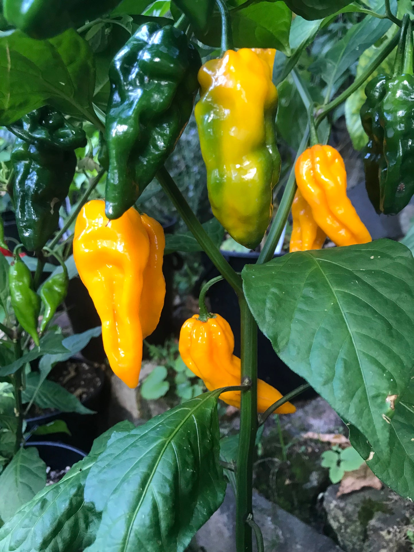 Seeds - Bhut Jolokia Yellow