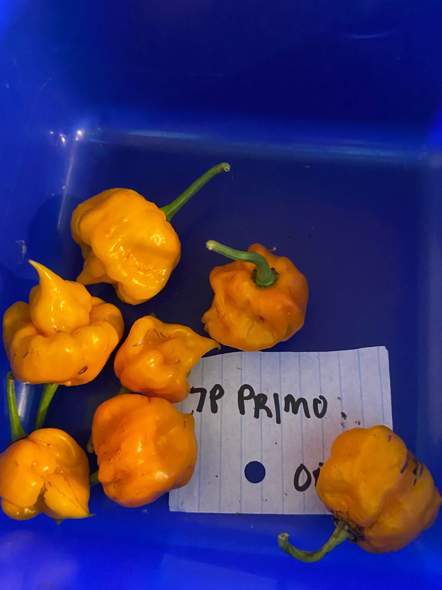 Seeds Carolina Reaper x SRTSL Chilleez NZ