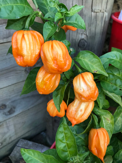 Seeds - Peach Moruga Scorpion