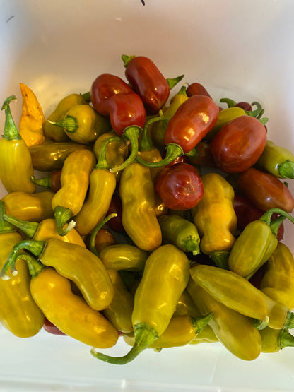 Seeds - TMLH x Ninfadora Mustard (variegated)