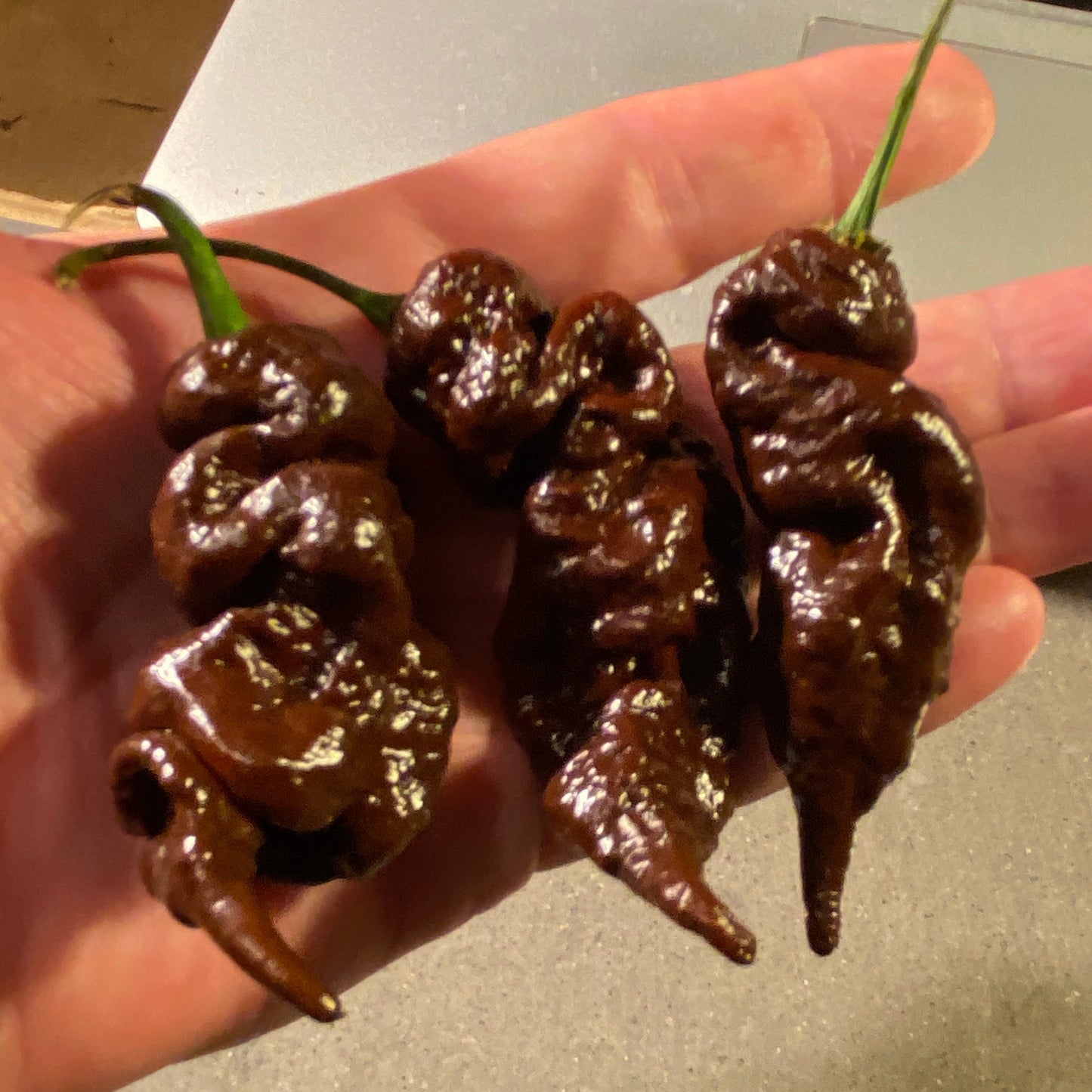 Seeds - Primotalii Chocolate