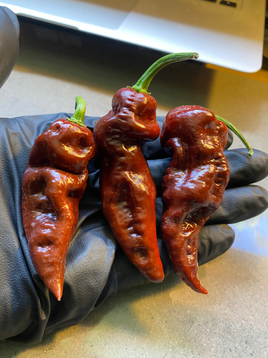 Seeds - Bhut Jolokia Chocolate (Chocolate Ghost)