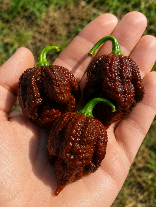 Seeds - CP115 Butch T x 7 Pot Douglah