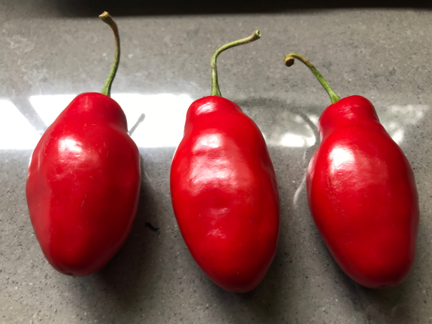 Seeds - Red Rocoto