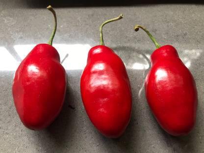 Seeds - Red Rocoto