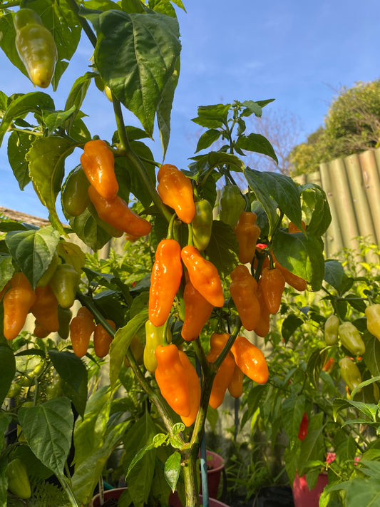 Seeds - Habanero Yellow Lantern