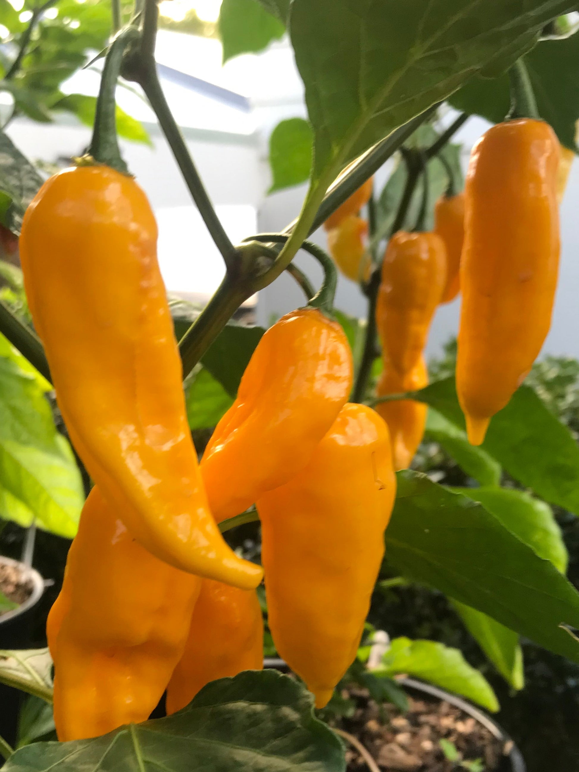 A cluster of yellow Bhut Jolokia chili peppers on a plant with green leaves.
