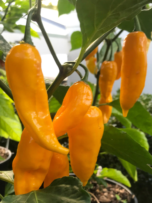 A cluster of yellow Bhut Jolokia chili peppers on a plant with green leaves.