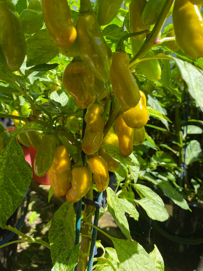 Seeds - TMLH x Ninfadora Mustard (variegated)