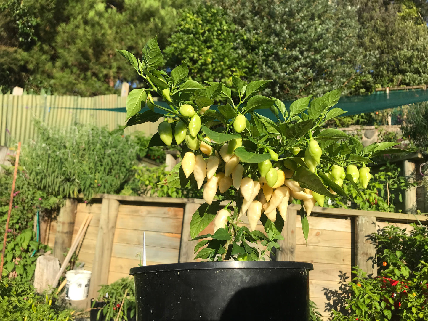 Seeds - OZ Lantern White