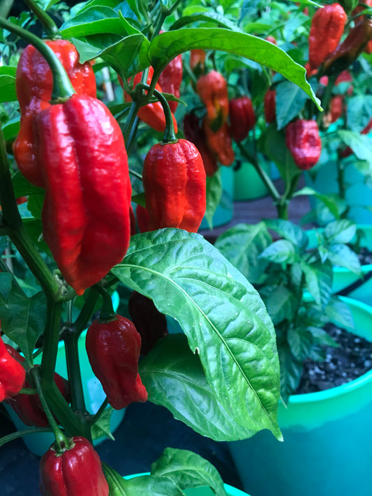 Seeds - Naga Viper