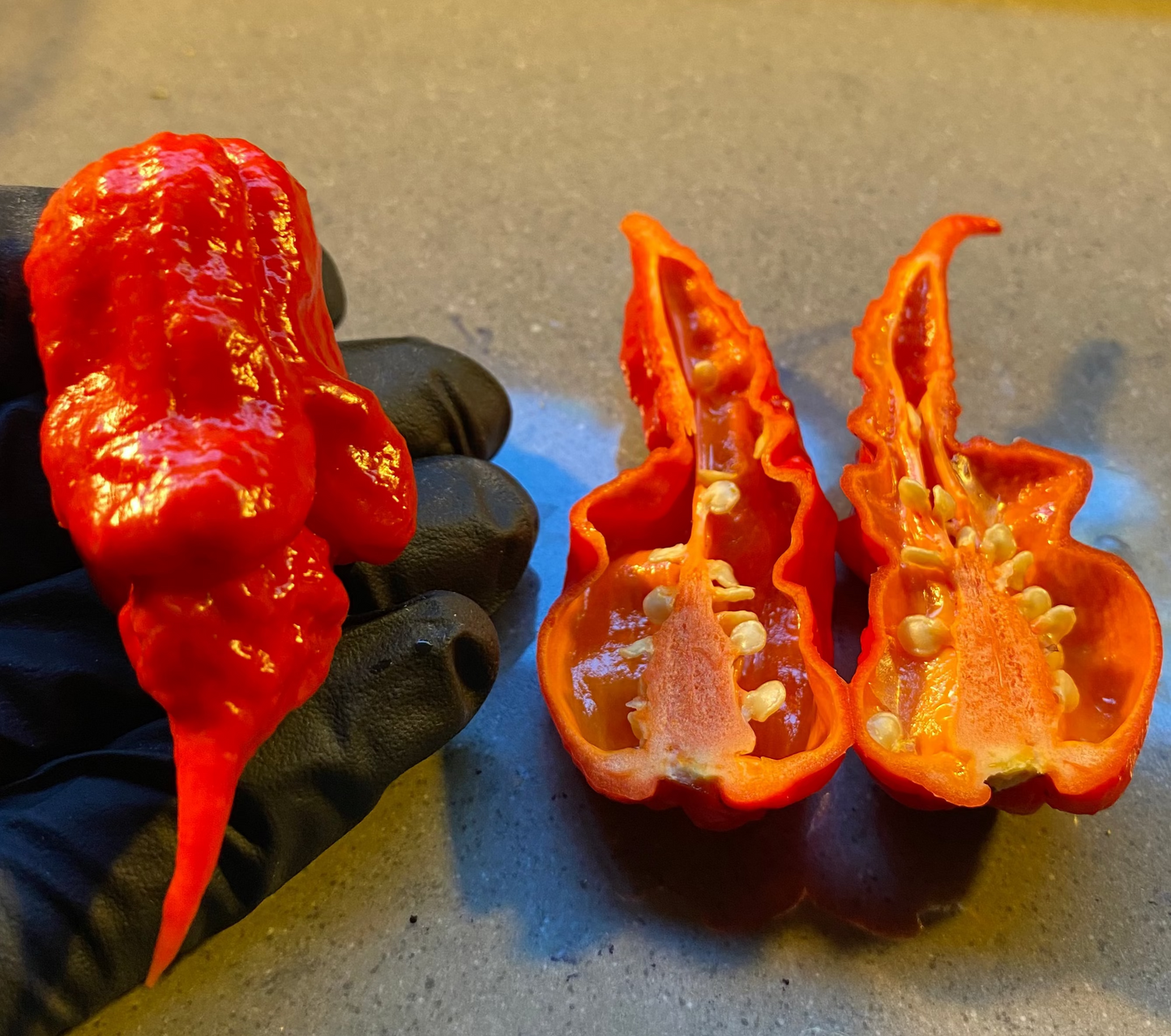 Seeds - Carolina Reaper Purple