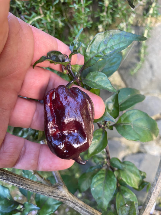 Seeds - Yaki Blue