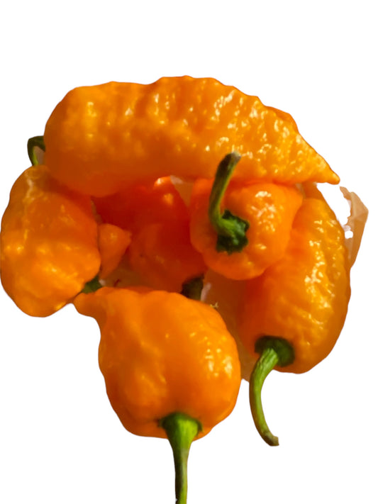 Seeds - Naga Viper Orange